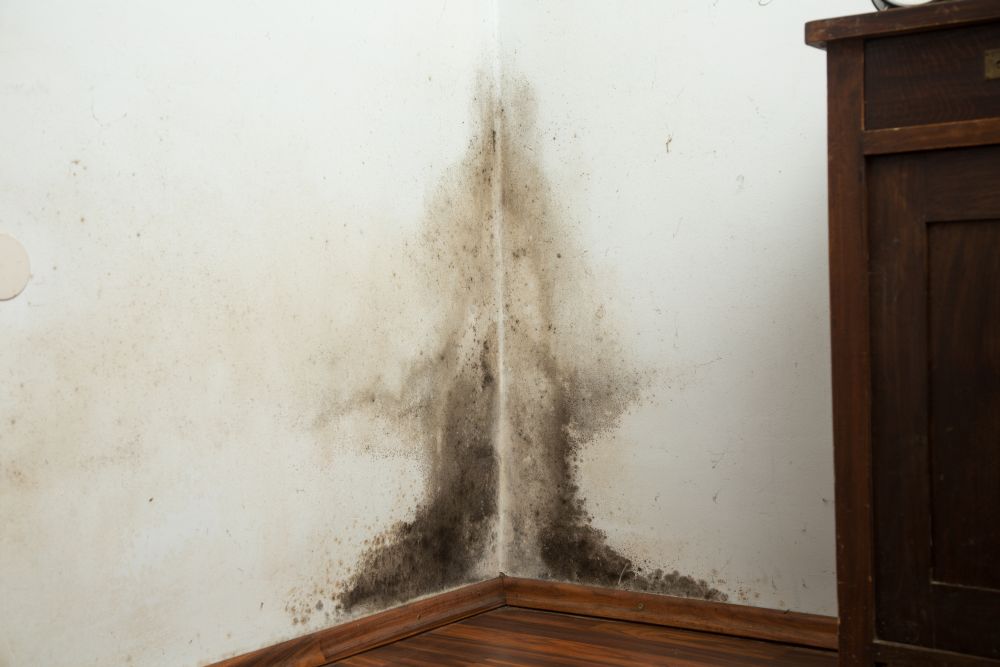 Damp Health Risks - How Damp and Mould Affect Your Health in Your Home